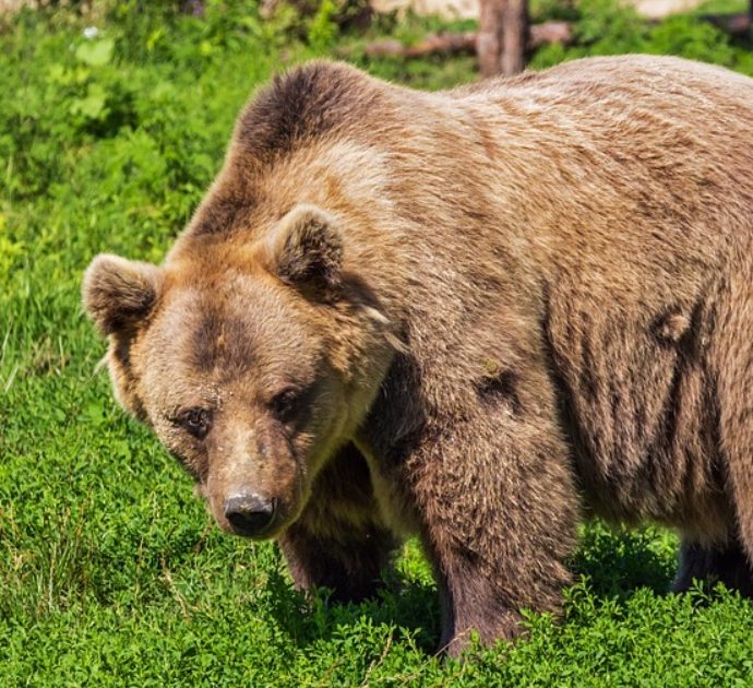 Uomo resiste da solo per una settimana agli attacchi di un orso grizzly nel cuore dell’Alaska: “Era carponi e sventolava una bandiera bianca”