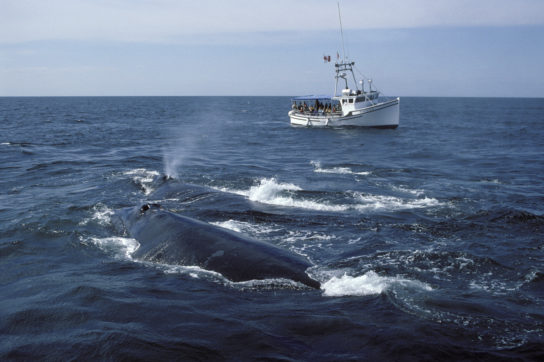 Copertina di Un’altra conseguenza del riscaldamento delle acque: la balene muoiono di fame