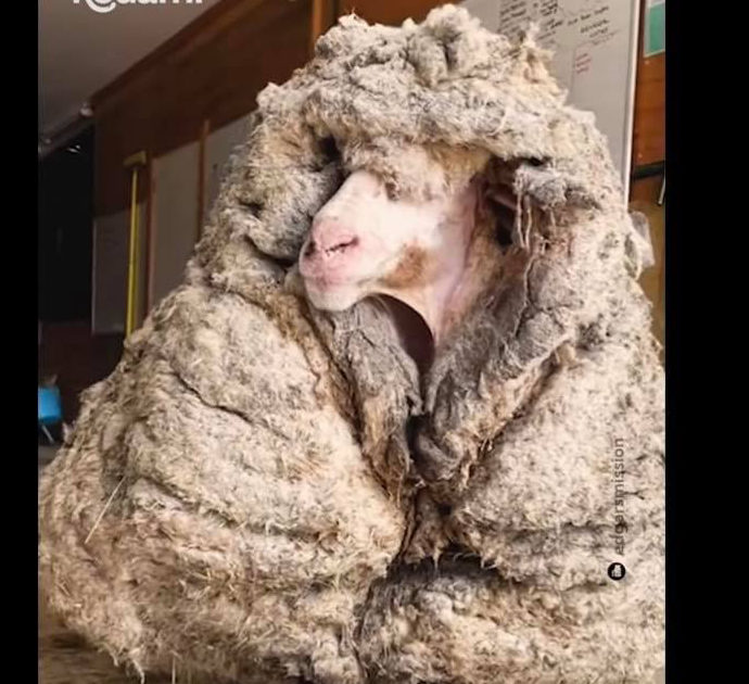 La triste storia di Baarack, il montone selvatico che vagava con addosso 35 chili di lana dura come cemento – Video