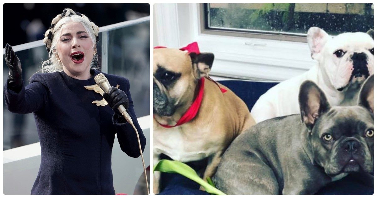 Lady Gaga, malviventi sparano al suo dog sitter e rapiscono i suoi cani. Lei offre 500mila dollari a chi glieli riporta