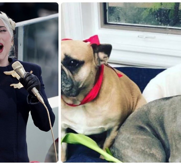 Lady Gaga, malviventi sparano al suo dog sitter e rapiscono i suoi cani. Lei offre 500mila dollari a chi glieli riporta