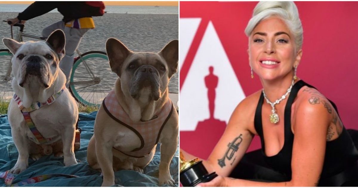 I cani di Lady Gaga sono salvi: una donna misteriosa li ha consegnati alla polizia di Los Angeles