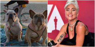 Copertina di I cani di Lady Gaga sono salvi: una donna misteriosa li ha consegnati alla polizia di Los Angeles