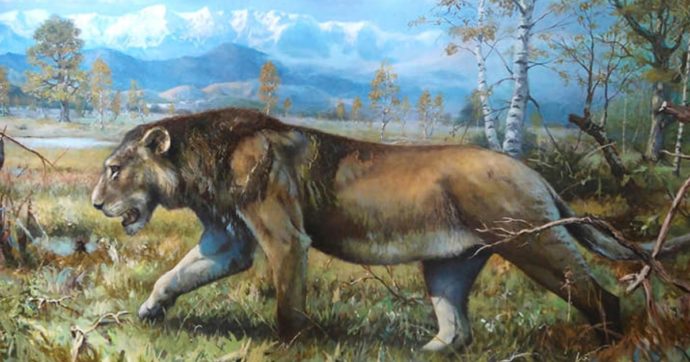 Fossile di leonessa trovato nella Pianura Padana, la scoperta vicino al fiume Po