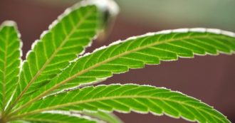 Copertina di Cannabis terapeutica, dalla mancanza di studi clinici alle difficoltà nel reperirla: il percorso a ostacoli per chi è affetto da forme di demenza