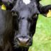 Copertina di Nuovi casi di dermatite bovina in Sardegna: abbattuti altri 25 animali infetti. Il proprietario aveva rifiutato la vaccinazione