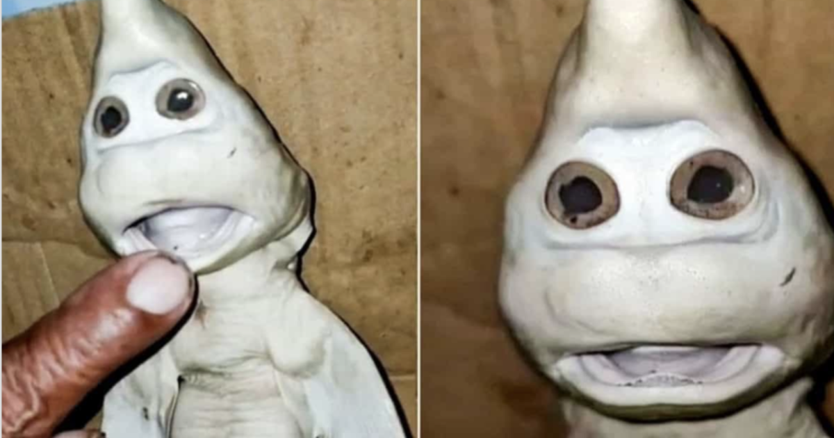 Pescatore trova un cucciolo squalo che somiglia a un Puffo: il video diventa virale ma…