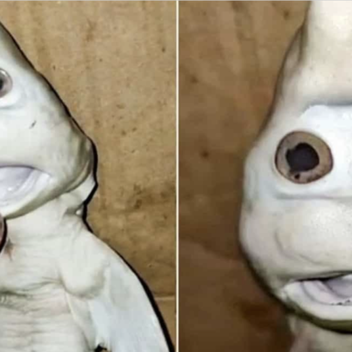 Pescatore trova un cucciolo squalo che somiglia a un Puffo: il video diventa virale ma…