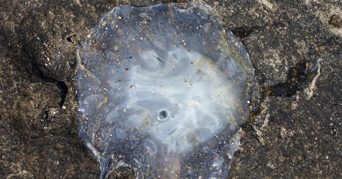 Muore a 17 anni dopo essere stato punto dalla cubomedusa, la “medusa più velenosa al mondo”