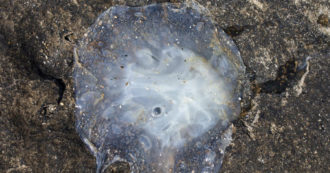 Copertina di Muore a 17 anni dopo essere stato punto dalla cubomedusa, la “medusa più velenosa al mondo”