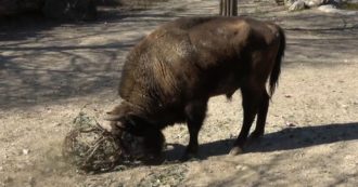 Copertina di Anche i bisonti europei giocano a palla: così il nuovo maschio viene accolto nel branco – Video