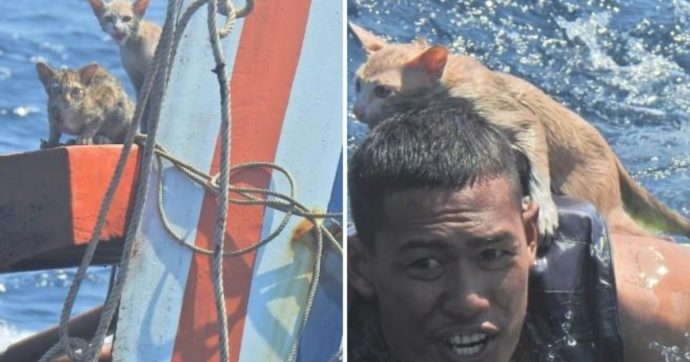Gattini abbandonati sulla nave che affonda: militare della Marina si tuffa e li porta in salvo a nuoto