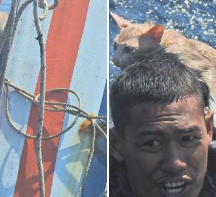 Gattini abbandonati sulla nave che affonda: militare della Marina si tuffa e li porta in salvo a nuoto