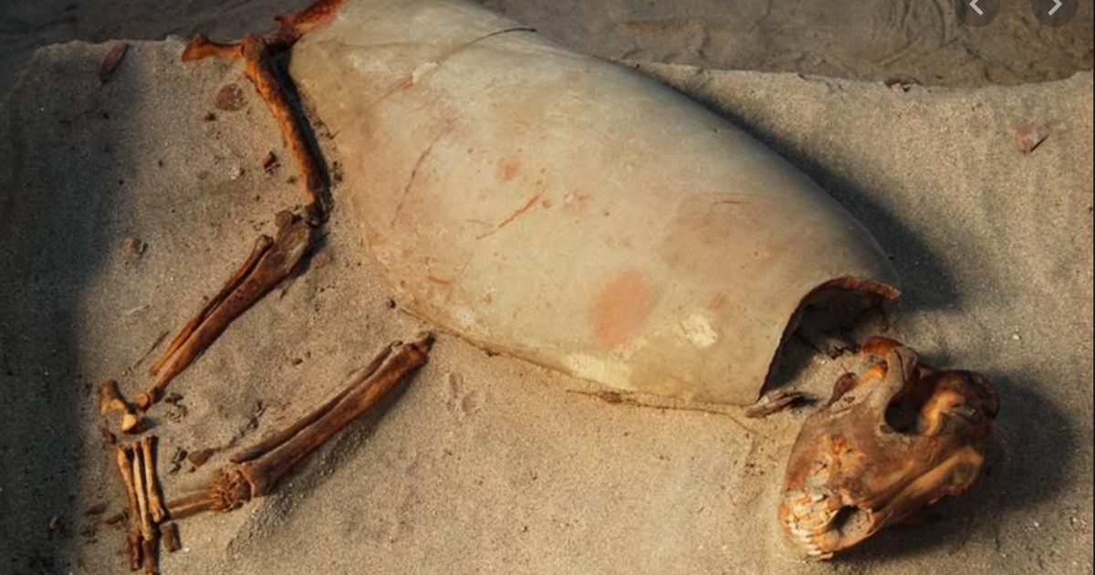 Egitto, scoperto un antico cimitero degli animali: “600 tra cani e gatti, gli egizi li seppellivano come gli uomini”