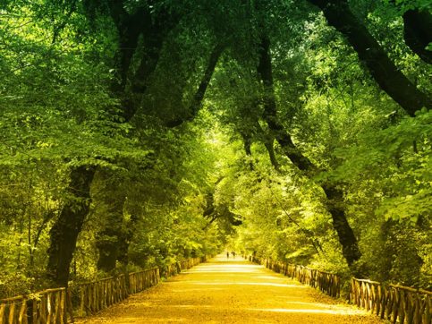 Copertina di Un nuovo albero per ogni cittadino italiano: nasce la Fondazione per piantare e accudire le piante