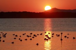 Copertina di Transizione ecologica, servirebbe un ministero per il Futuro per proteggere la natura