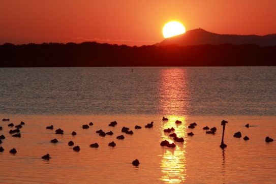 Copertina di Transizione ecologica, servirebbe un ministero per il Futuro per proteggere la natura