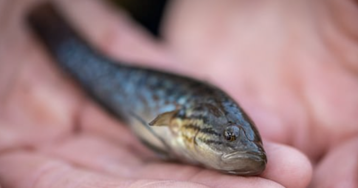 Il “pesce zombie” fa gioire i ricercatori: dichiarato estinto, è ricomparso