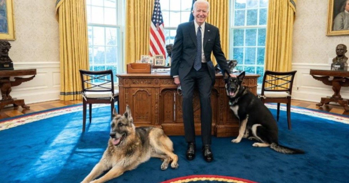I cani di Joe Biden cacciati dalla Casa Bianca: Major ha morsicato un addetto alla sicurezza