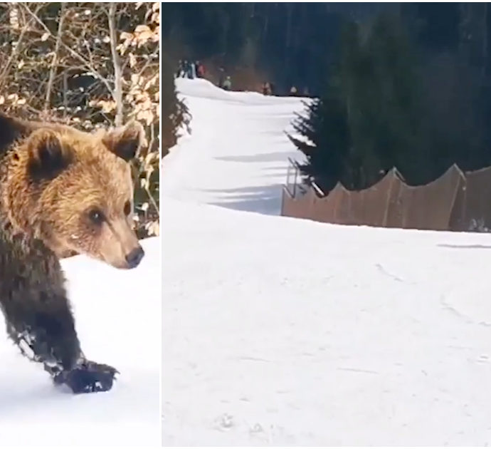 L’incontro con l’orso sulle piste da sci è da brividi: l’animale insegue lo sciatore che scappa così – Video