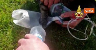 Copertina di Gatto rimane intrappolato nella rimessa andata a fuoco: recuperato e rianimato con l’ossigeno dai vigili del fuoco. Il video