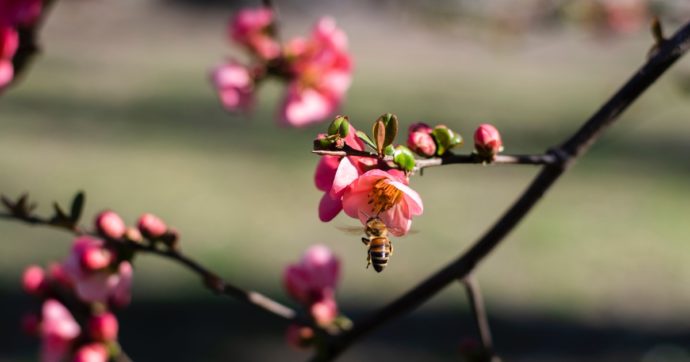 700mila api uccise e anni di lavoro in fumo: GoFundMe è con Michele dopo le intimidazioni