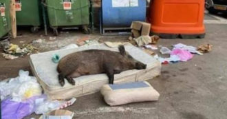 Copertina di Con le zone rosse gli animali ripopoleranno le città: ormai si sentono a loro agio