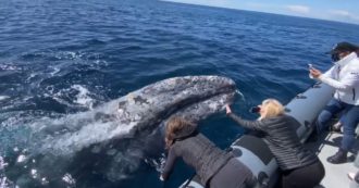 Copertina di Usa, due balene grigie circondano un gommone per giocare: l’incontro ravvicinato di un gruppo di turisti – Video