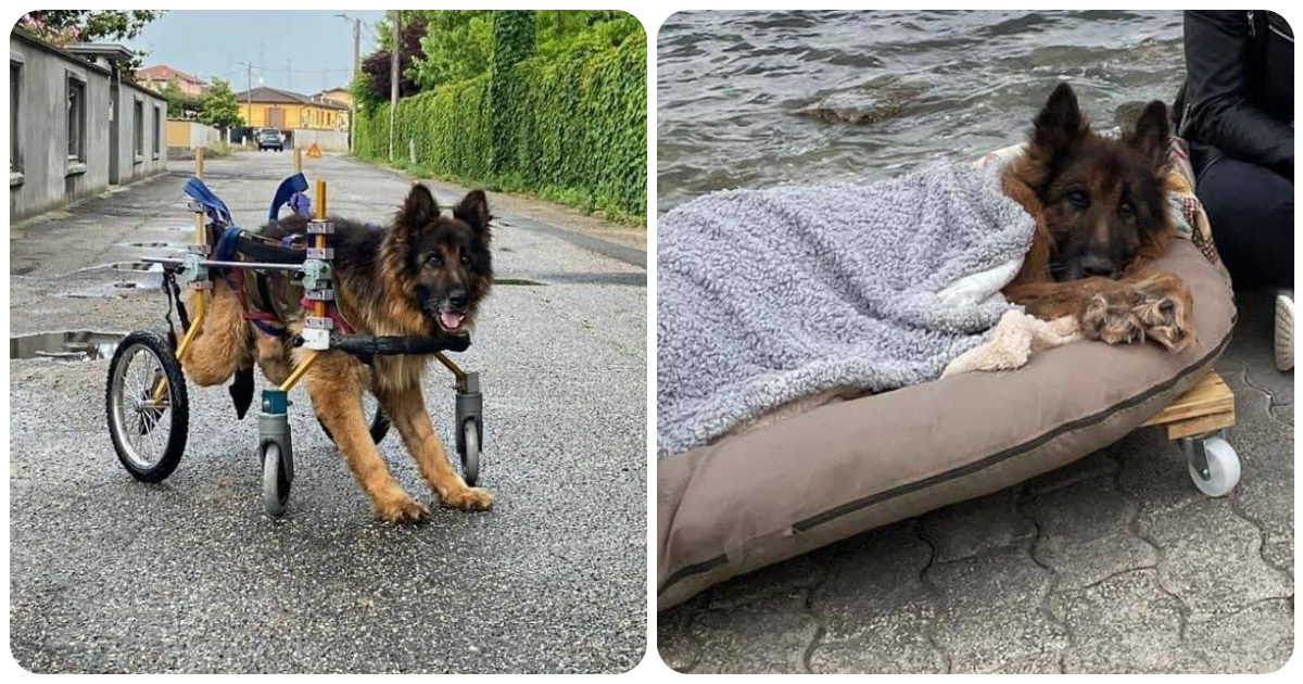 L’ultimo viaggio al mare di “Heart”, il cane abbandonato perché malato e paralizzato. Il racconto della volontaria è da brividi