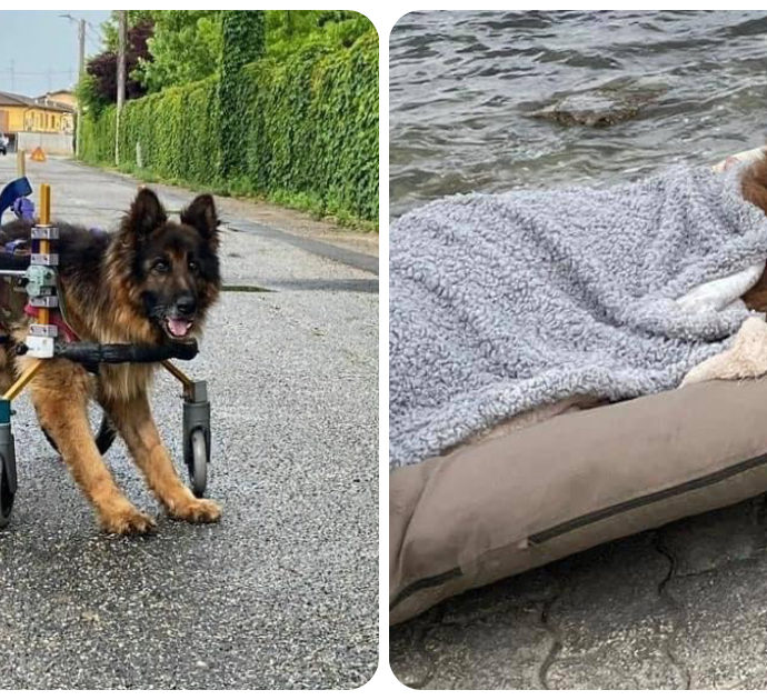L’ultimo viaggio al mare di “Heart”, il cane abbandonato perché malato e paralizzato. Il racconto della volontaria è da brividi