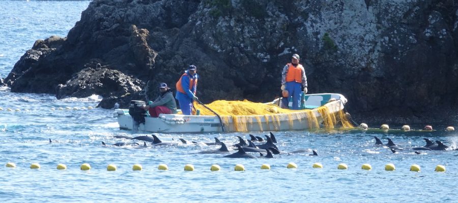 Continua La Caccia Scellerata Ai Delfini E Alle Balene In Giappone E Ora Di Dire Basta Il Fatto Quotidiano