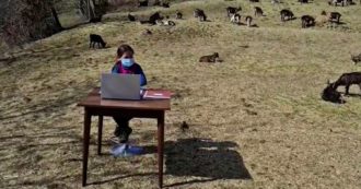 Copertina di Trentino, la storia di Fiammetta e del pascolo trasformato in aula di scuola: la didattica a distanza si fa tra i monti e le capre