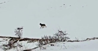 Copertina di L’incontro ravvicinato col lupo sui Monti Sibillini: l’animale è incuriosito dall’uomo – Video
