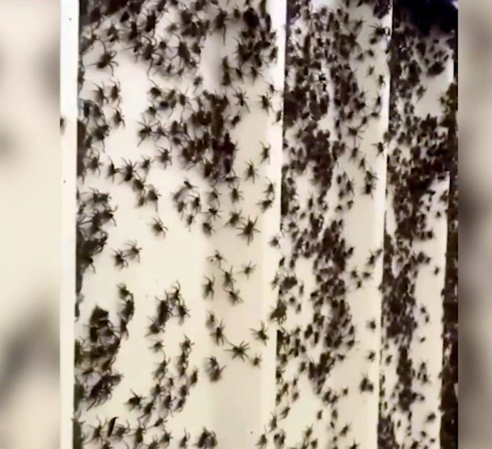 Invasione di ragni in Australia: “Salgono sui muri e su qualunque cosa pur di mettersi in salvo”. Gli esperti: “Non uccideteli” – Video