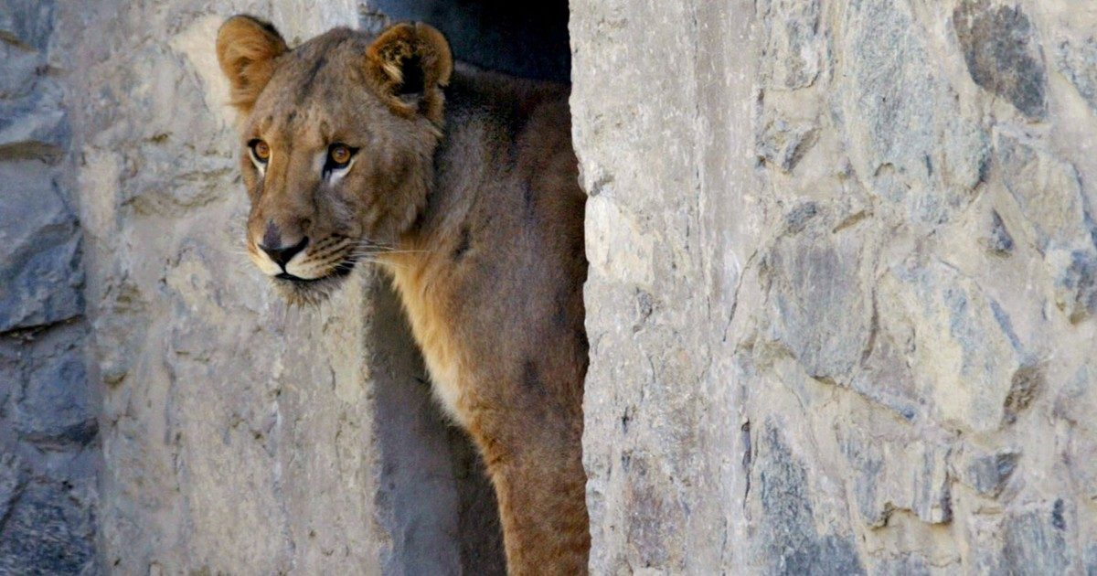 Leoni aggrediscono un dipendente di un Safari in Thailandia: l’episodio ha scioccato visitatori e operatori