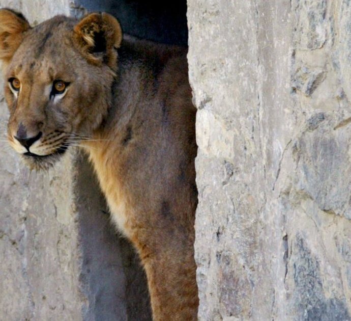 Leoni aggrediscono un dipendente di un Safari in Thailandia: l’episodio ha scioccato visitatori e operatori