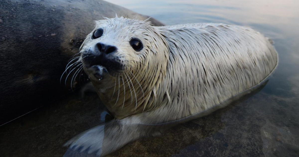 Cucciolo di foca esce fuori dall’acqua per giocare ma un cane lo attacca e lo sbrana: è caccia al padrone