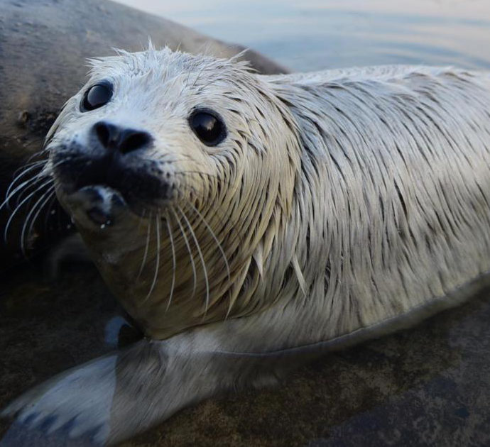Cucciolo di foca esce fuori dall’acqua per giocare ma un cane lo attacca e lo sbrana: è caccia al padrone