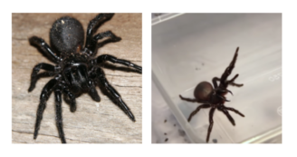 Copertina di L’Australia ora ha paura dell’invasione del ragno atrax robustus. È il più letale al mondo: le raccomandazioni