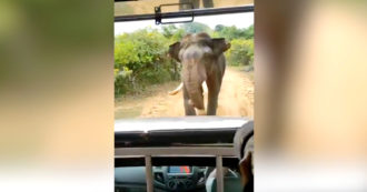 Copertina di Gruppo di turisti insegue l’elefante per fotografarlo, ma lui non la prende bene e reagisce così – Video