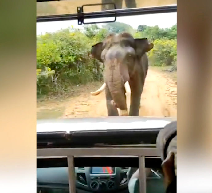 Gruppo di turisti insegue l’elefante per fotografarlo, ma lui non la prende bene e reagisce così – Video