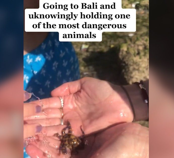 Turista a Bali prende in mano un piccolo polpo: non sa che è uno degli animali più velenosi del mondo. Il video fa il giro dei social