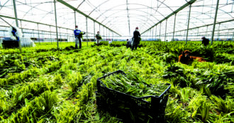 Le lobby dell’agricoltura intensiva provano a frenare la transizione ecologica