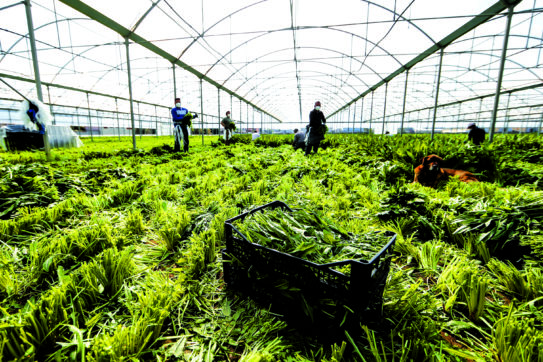 Le lobby dell’agricoltura intensiva provano a frenare la transizione ecologica