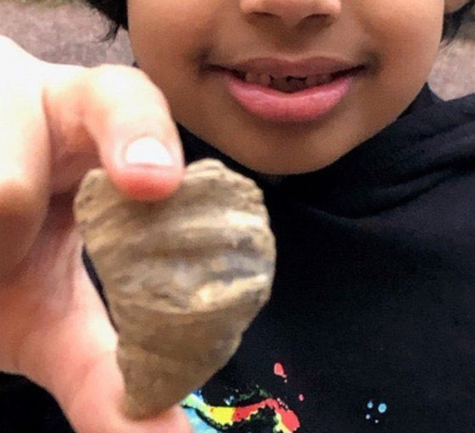 “Stavo cercando vermi in giardino e ho visto questo”: bimbo di 6 anni trova un fossile di 488 milioni di anni fa dal valore inestimabile