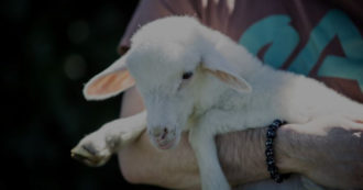 Copertina di Mangerete agnello a Pasqua? Se la risposta è no, non siete soli