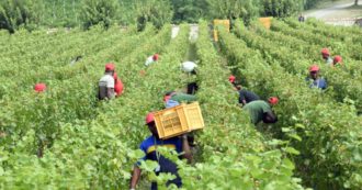 Copertina di Nessun “sostegno” al lavoro agricolo: partono le proteste