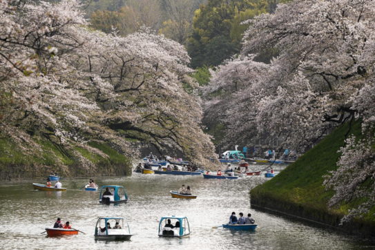 Copertina di Belli i ciliegi giapponesi in fiore, peccato che favoriscano gli assembramenti