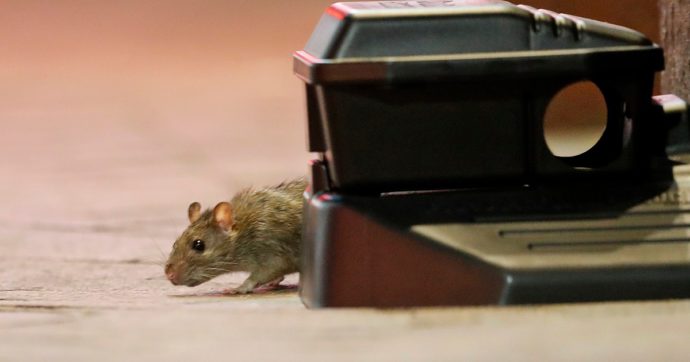 Covid, le varianti brasiliana e sudafricana del virus contagiano i topi. Lo studio dell’Istituto Pasteur