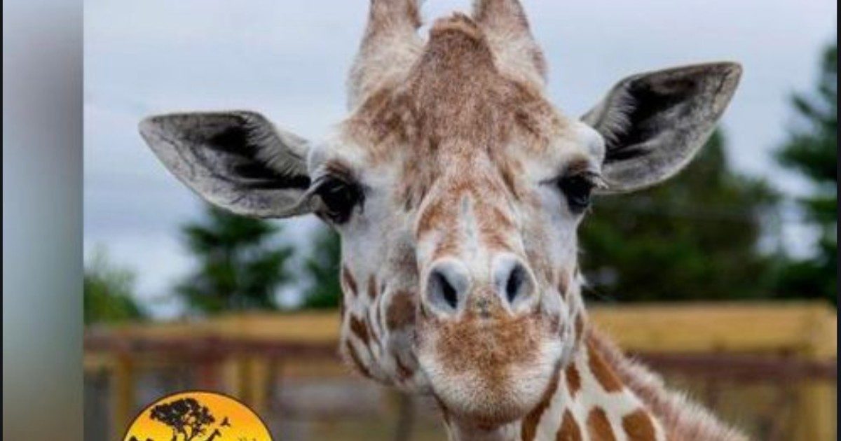 È morta April, la giraffa star del web: “Costretti a sopprimerla”